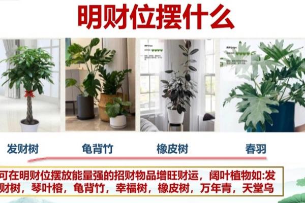 客厅财位风水布局指南：提升运势的关键