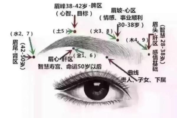 如何通过眉毛面相判断个性与命运