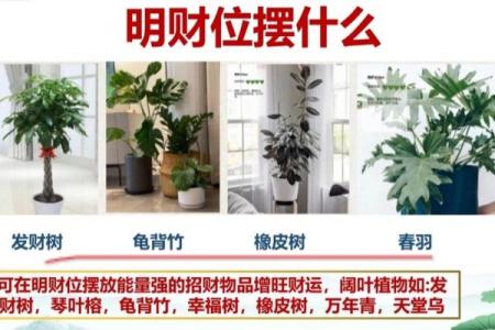 客厅财位风水布局指南：提升运势的关键