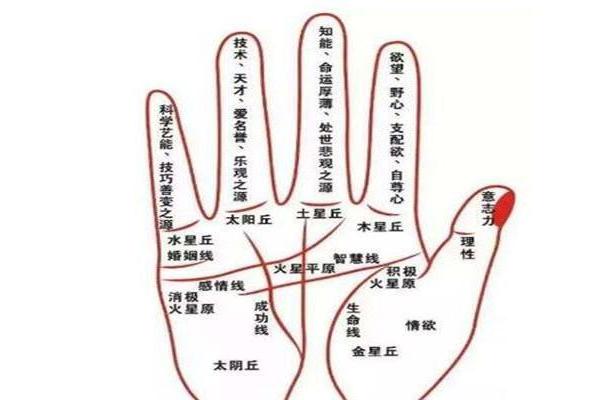 如何通过手相解读未来的运势与性格特征