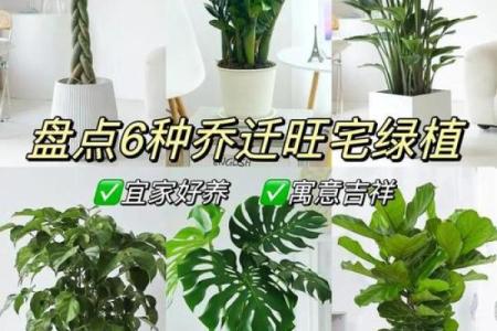 利用假期植物改善财运的风水小窍门