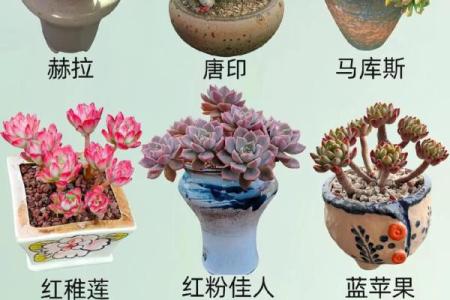 摆放多肉植物在财位的风水禁忌与建议