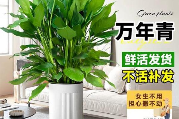提升财运的秘诀：万年青放置在财位的风水作用