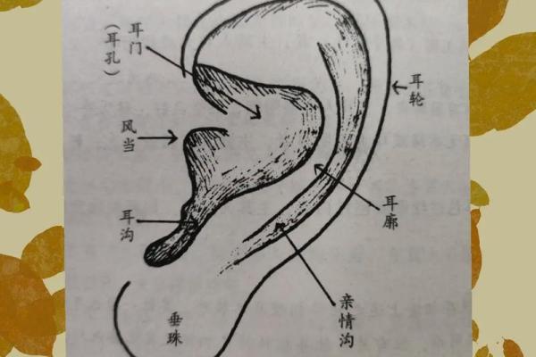 耳朵形状与面相分析：揭示性格与命运的秘密