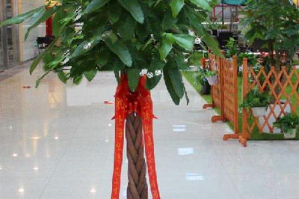 财位风水与假期植物摆放的巧妙搭配建议