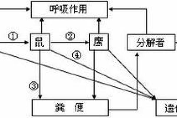 探究肚脐形状与风水中的能量流动