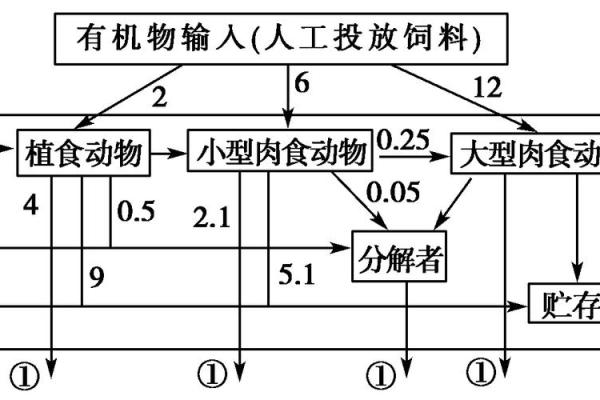 探究肚脐形状与风水中的能量流动