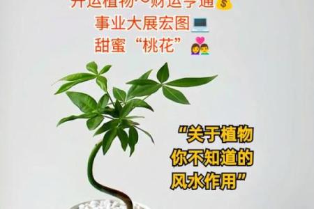 假期植物布置如何助力财运提升