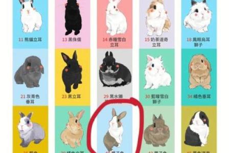 兔子名字大全，快速找到最适合你兔子的名字