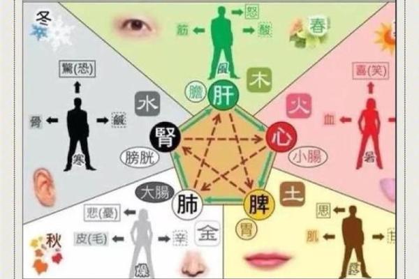 探索五行如何影响五脏健康的奥秘