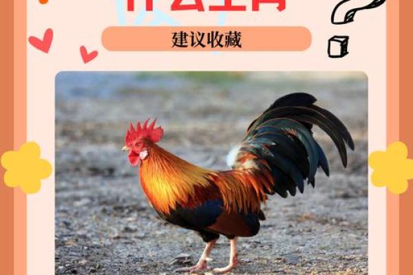 生肖鸡宝宝如何起名才能更好地带来运势