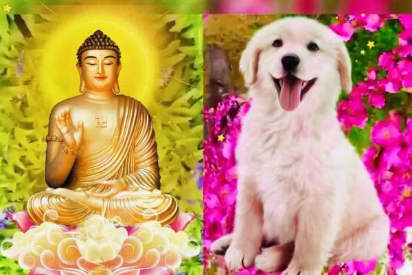 狗年命格：揭秘生肖狗的运势密码