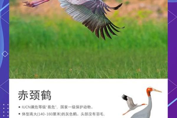 鹤字取名，独特又有内涵的命名之道