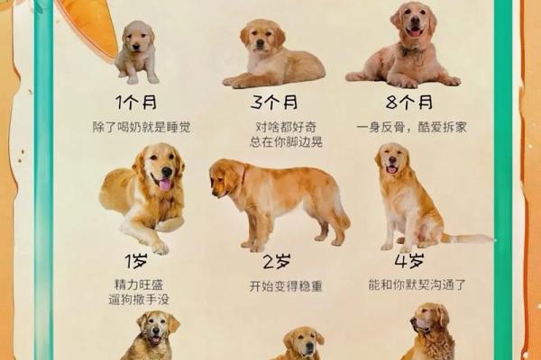 狗年命格揭秘：1970年属狗的你是什么命？