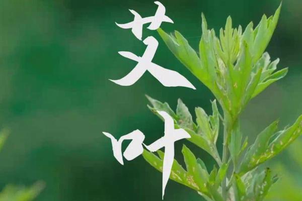 艾草的五行属性揭秘，了解它的五行能量