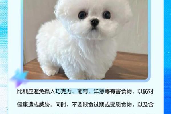 比熊起名大全，如何为你的毛孩子取个超有个性的名字