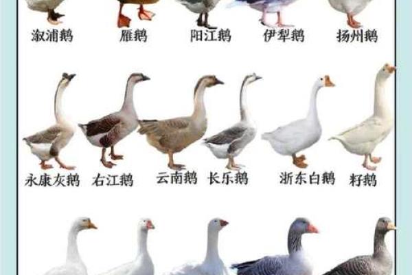 这些鹅名字，搞笑又可爱，快来看看
