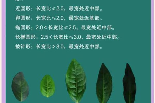 从叶子到名字：如何赋予生命与寓意？