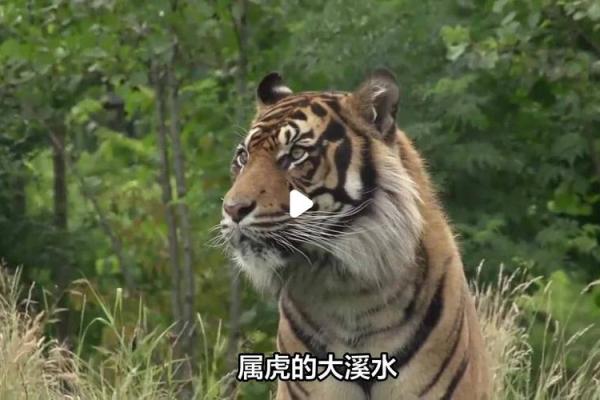 1986年虎年：揭秘水命虎的独特魅力与运势