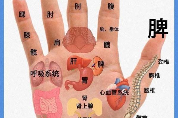 揭秘手相胆囊区小红点：健康预警还是神秘信号？