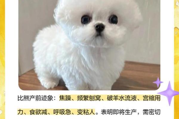 给母狗起个酷名字？这份名字大全帮你轻松搞定