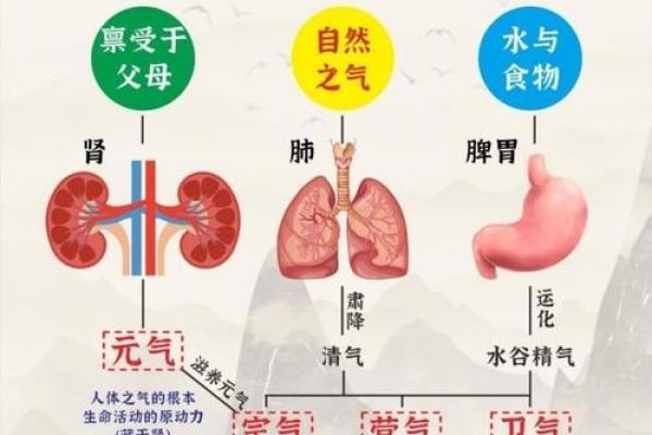 天干地支与人体气血运行的奇妙关联