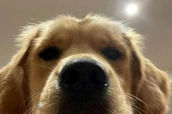 金毛旺运：0年狗年出生者的五行财运揭秘