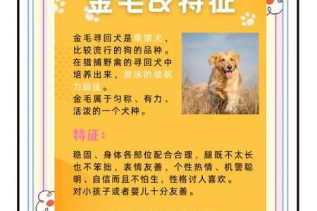 金毛旺运：0年狗年出生者的五行财运揭秘