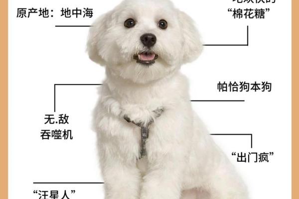 给比熊起名字的创意秘籍，绝对让你爱不释手