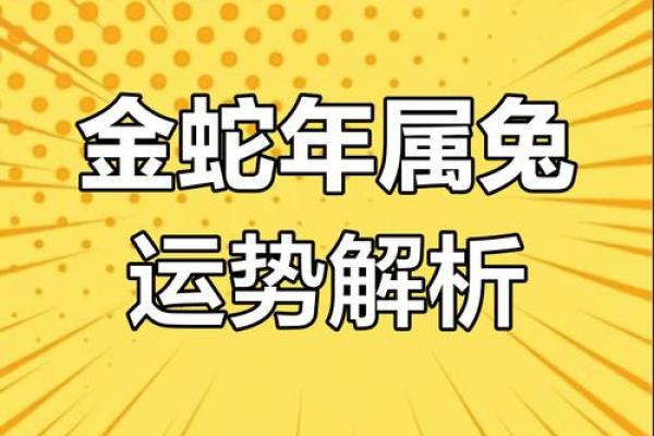 年属兔运势大揭秘：财运亨通，事业腾飞