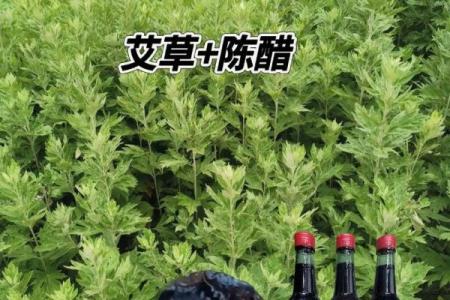 艾草在五行中代表什么？深入分析艾五行的奥秘