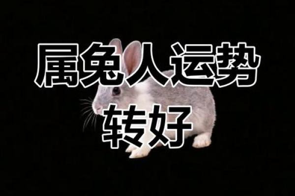 1985年属兔运势大揭秘：揭秘属兔人1985年的财运、事业、感情
