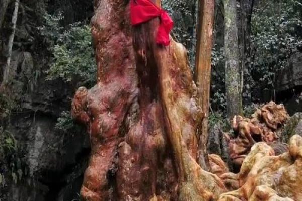 松柏木命：揭秘千年树木的神秘命理密码