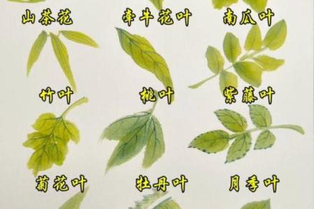 叶子名字大全，充满自然气息的完美选择