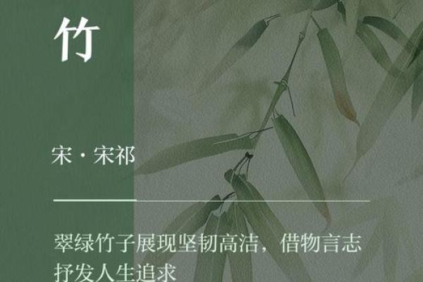 竹影随行：竹字名字带来的优雅气质