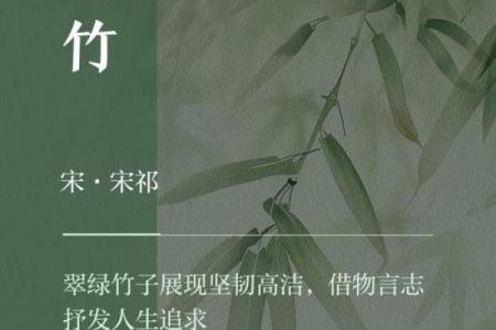 竹影随行：竹字名字带来的优雅气质