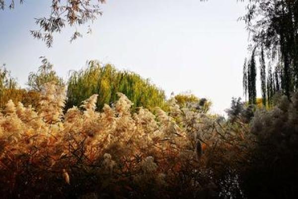 旭起：蕴含阳光与希望的命名之选