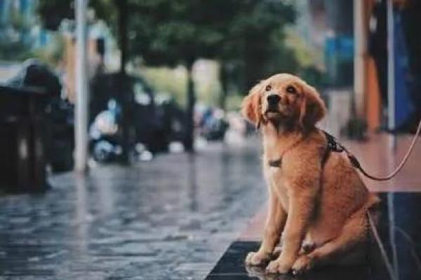 狗缘天定：你的另一半在这里等你