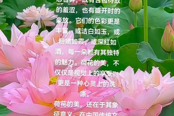 荷花之美，如何为你的孩子选一个诗意的名字