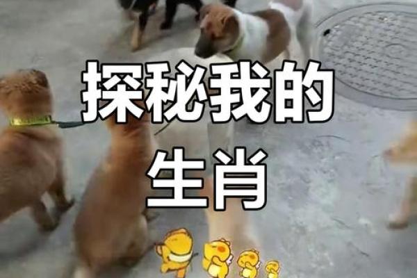 生肖之谜：揭秘男性生肖背后的惊人秘密