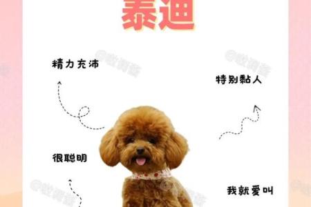 如何为你的泰迪狗狗起个独一无二的名字？