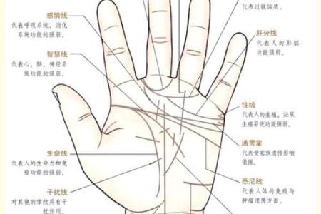 一掌定乾坤揭秘手相中的神秘姓名密码