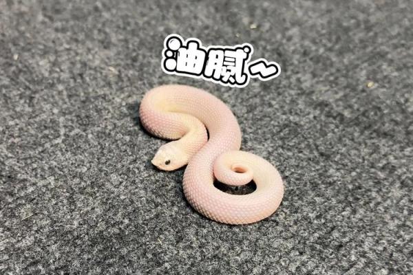 猪蛇组合，幸福指数爆表？