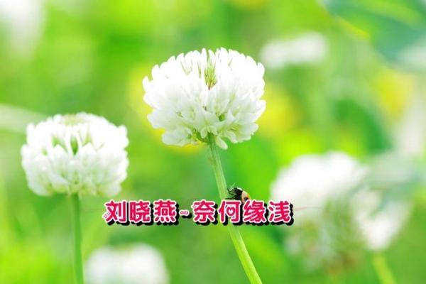 羊兔组合，命中注定还是缘浅？