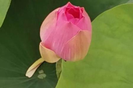 父母如何从莲花中汲取灵感为宝宝命名
