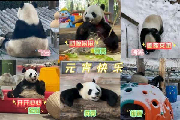 2023，熊猫带你看生肖新气象