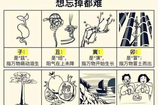 天干己酉的独特魅力，如何影响你的命运轨迹