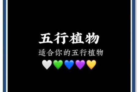 养花达人揭秘：五行中谁才是真正的绿植守护神？