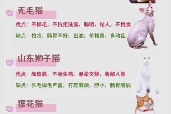 最适合猫咪的名字，快来看看有你的心头好