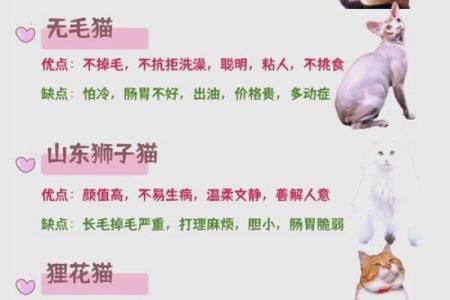 最适合猫咪的名字，快来看看有你的心头好